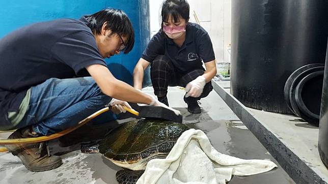鯨豚協會人員協助刷洗綠蠵龜身上的青苔。 （新北市動保處提供）