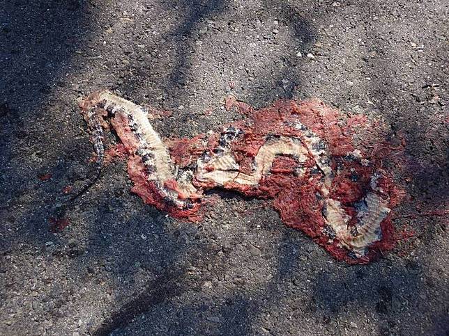 雨傘節慘遭「路殺」輾成肉泥。(米諾斯提供)