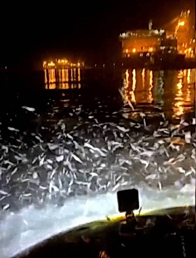 遊船經過，大量青鱗魚躍出水面，十分壯觀。(擷取自郭信良影片)