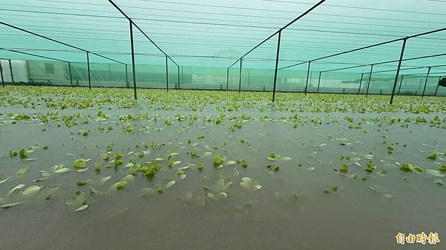不少菜園已遭淹沒。(記者李文德攝)