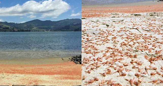 上百萬隻屍體！小龍蝦擱淺死亡…「染紅」紐西蘭海灘