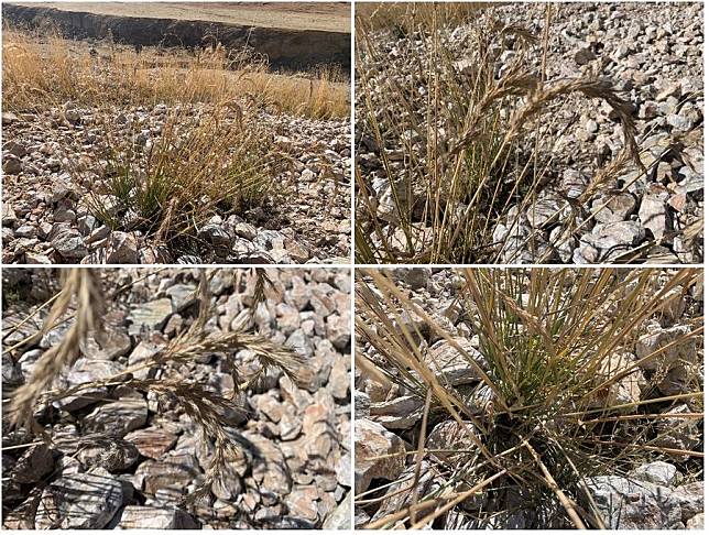 This undated combo photo shows the Elymus multiramosus, a new species of Poaceae discovered by Chinese researchers in the northern part of the city of Delingha, northwest China's Qinghai Province. (Xinhua)