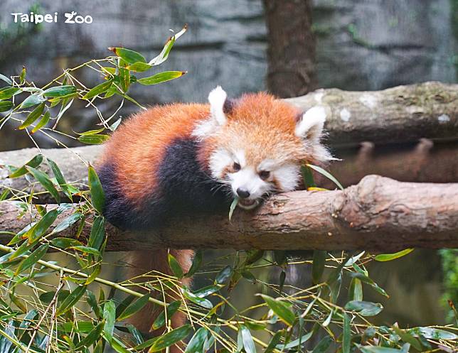 影／萌娃轉大人！　木柵動物園小貓熊見客