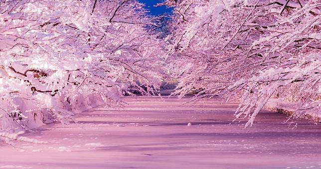 青森縣弘前公園夜「櫻」（圖片由青森縣政府觀光交流推進部提供）