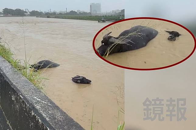兩隻水牛受困湍急水流，其中一隻幾乎已經快滅頂。網友授權提供