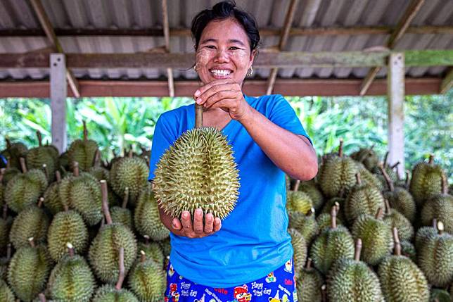 A worker displays a freshly harvested durian at an orchard in Chumphon, Thailand, Sept. 18, 2023. (Xinhua/Wang Teng)