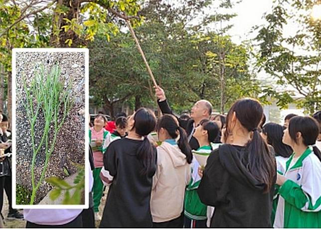 教師帶領學生展開校園植物調查，發現松葉蕨（小圖）。