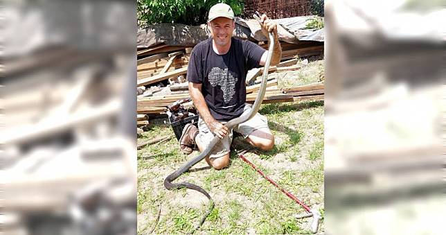 2.7公尺「世界最毒蛇」吞食小貓…隔天又出現　婦人目睹嚇壞