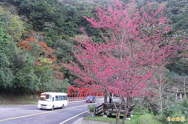 中橫公路關興橋路段山櫻花盛開，搭上紅色鐵橋與紅葉，相當吸睛。(記者游太郎攝)