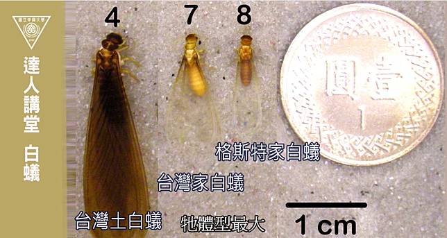 大水螞蟻其實是「特化型蟑螂」！專家揭真相　網友崩潰：請讓我繼續無知