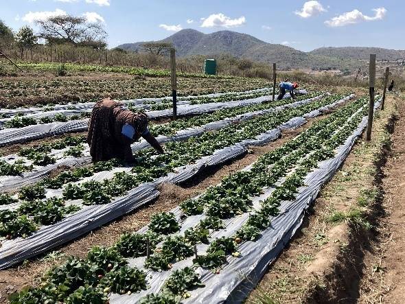 國合會輔導的農民馬錫科(Mrs. Maseko)於田間收穫草莓。(國合會提供)