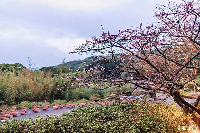 淡水無極天元宮即日起至29日止(除夕當日除外)，每天下午4點半至8點半都會點燈，歡迎民眾來欣賞浪漫的夜櫻美景，目前花開大約4成。(記者林欣漢攝)