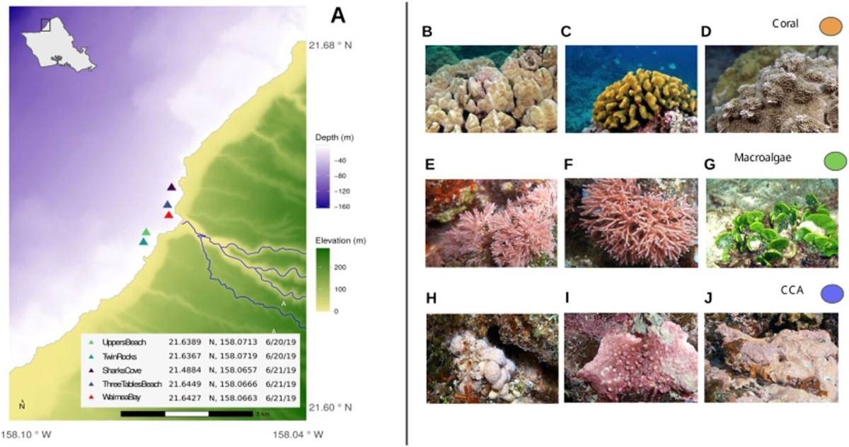 New Ways to Monitor Health of Coral Reefs Uncovered in University of Hawaii Study