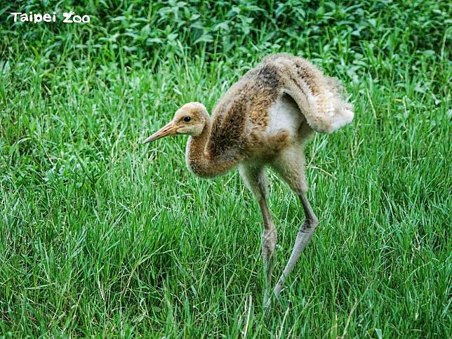 小鶴目視身高已跟媽媽的腿一樣高。   圖：台北市立動物園/提供