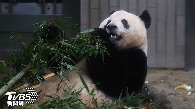 在東京上野動物園出生長大，大貓熊「香香」21日正式返回中國大陸。（圖／達志影像美聯社）