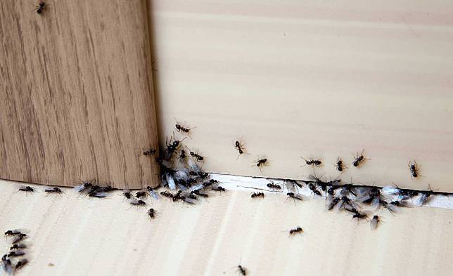 ▲可利用檸檬水干擾螞蟻路徑，找不到回家的路。（圖／信義居家提供）