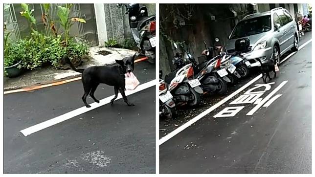 網友在路上看到一隻小黑狗口中叼著一袋早餐，一度讓他以為是小黑狗去哪偷的。(圖／翻攝自爆廢公社二館)