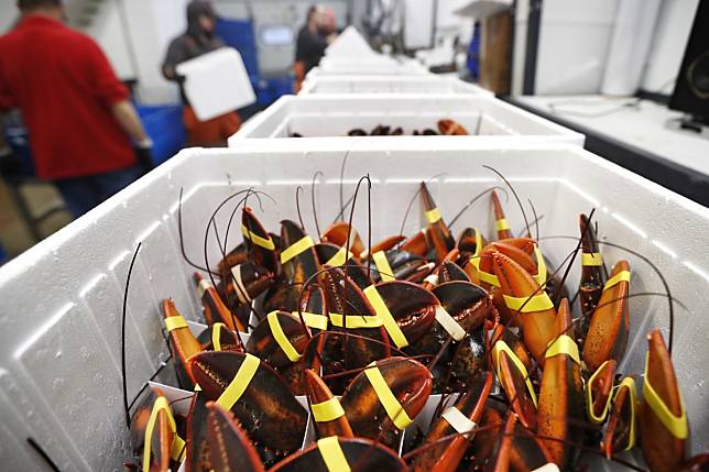 The busiest season for lobster exports to China is around Lunar New Year, but the coronavirus outbreak has severely hit demand. Photo: AP