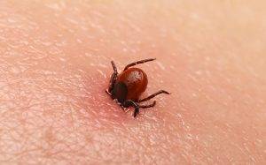 吸血小蟲！壁蝨恐引過敏和疾病傳染