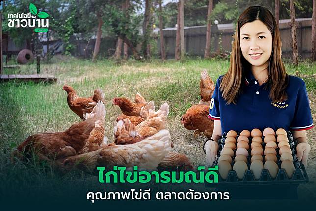 ไก่ไข่อารมณ์ดี