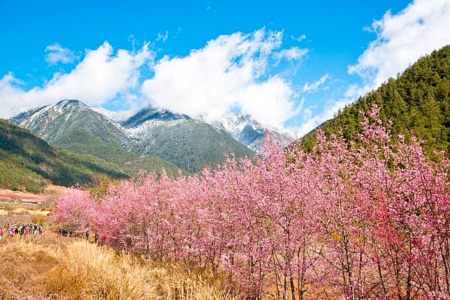 「春花、夏果、秋楓、冬雪」武陵農場皆有不同風情，又屬每年2月登場的櫻花季最富盛名；圖片提供/雄獅旅遊