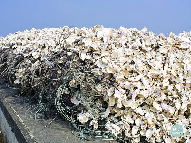 嘉義縣東石鄉設立蚵殻暫存場、媒合企業，解決因棄置蚵殻環境問題也促成農廢生技循環經濟。