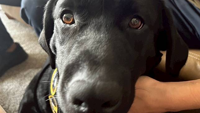 台灣首隻電偵犬「Wafer」。高雄市警察局刑大提供