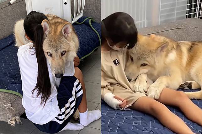 巨大狼犬性格卻嬌羞如兔兔，「抬眼殺」賣萌超迷人！（圖／Twitter帳號：nao_kun_wolfdog） 