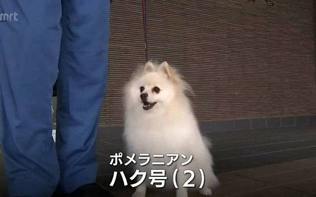 汪汪隊出動！博美靠超強鼻子打敗大狗狗當上警察　網全投降：快來逮捕我
