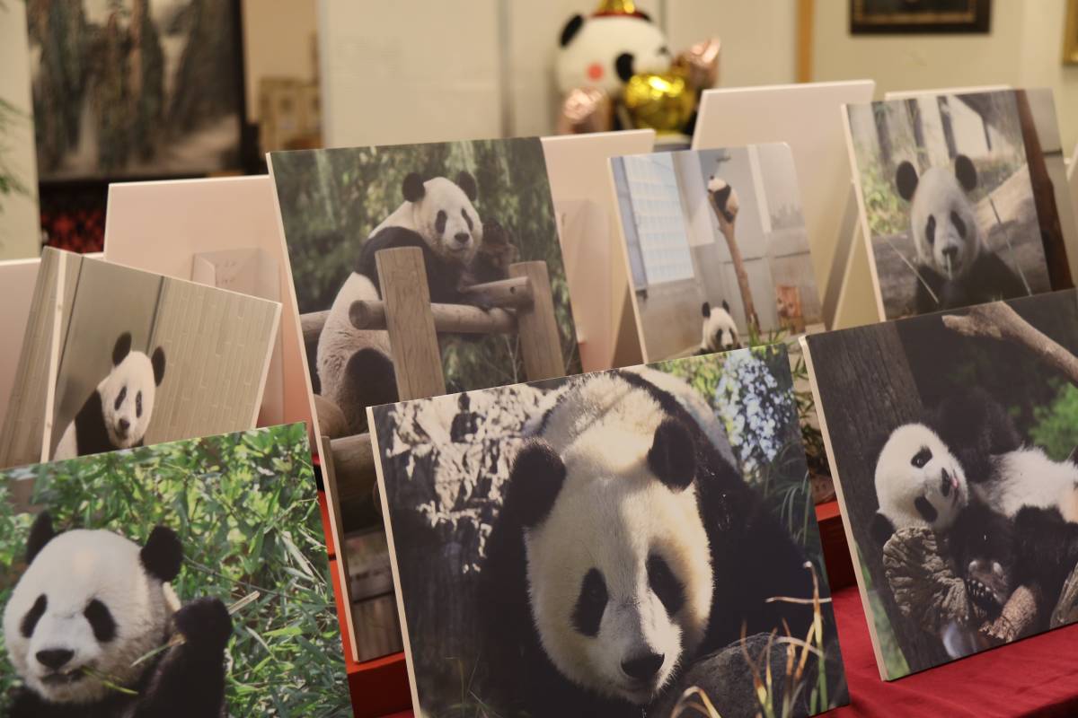 Panda lovers celebrate in Tokyo as Xiang Xiang turns 7 | XINHUA | LINE ...