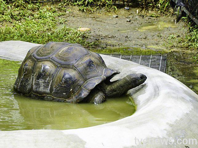 兩棲爬蟲動物會藉由曬太陽使體溫上升，必須提供具有多種溫度的微環境（亞達伯拉象龜