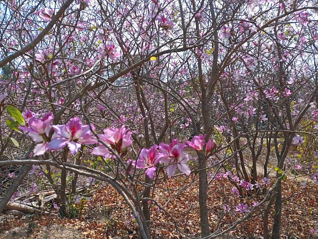 台南公園羊蹄甲「大爆花」，開起滿園「粉紅派對」。（記者吳孟珉攝）