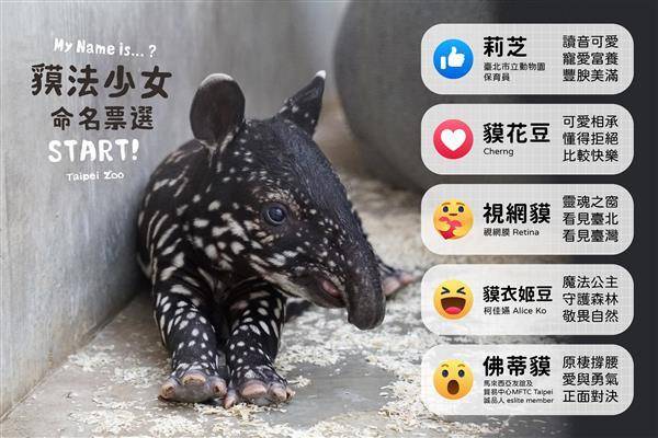 台北市立動物園舉辦「貘法少女待命名」活動，插畫家Cherng、網紅視網膜以及藝人柯佳嬿提出的名字獲按讚數前三名。（圖片來源／Taipei Zoo 台北市立動物園臉書）