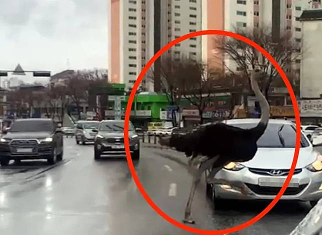 ▲韓國一隻鴕鳥今（26）日上午在京畿道城南市一處大街上狂奔，讓許多街上行人看傻眼。幸好警消獲報後已順利捕獲鴕鳥，將鴕鳥送回生態體驗中心。（圖／翻攝自韓聯社）
