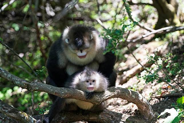 Snub-nosed monkeys are pictured at Baima Snow Mountain National Nature Reserve in southwest China's Yunnan Province, March 23, 2024. (Xinhua/Chen Xinbo)