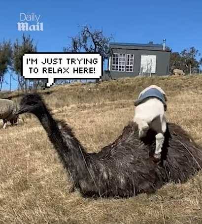 鴯鶓和小白羊的邂逅。（圖／翻攝自臉書）