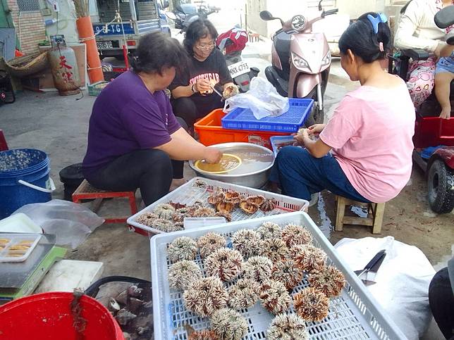 海膽開放採捕近尾聲 量多價平穩