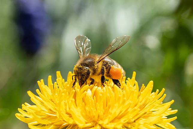 蜜蜂示意照。照片來源：AP / 達志影像