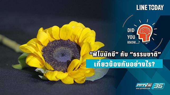 “ฟิโบนักชี” กับ “ธรรมชาติ”  เกี่ยวข้องกันอย่างไร?