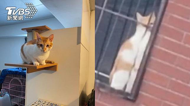 「橘子」萌貓卡在天王星大樓7樓鐵窗。（組合圖／飼主提供、TVBS）
