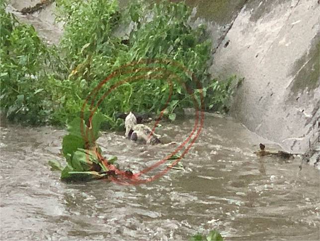 救援受困鶯歌暴漲河道黑白斷腿犬。（新北市動保處提供）