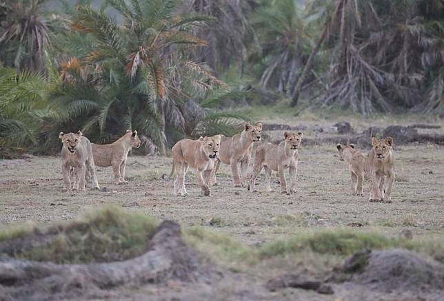 Photo taken on June 12, 2022 shows lions at the Amboseli national park, Kenya. (Xinhua/Long Lei)