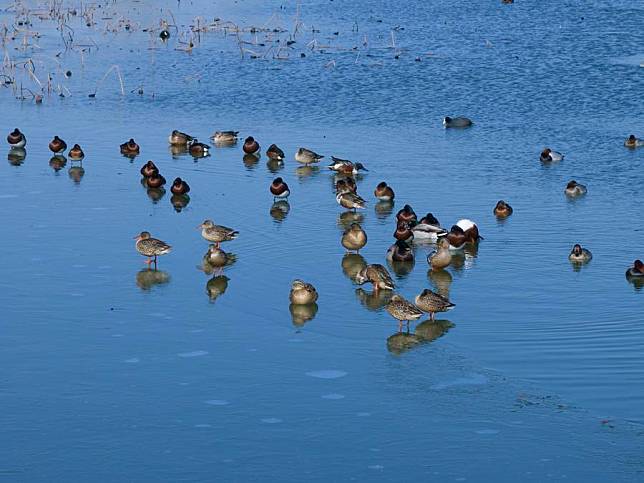 Baer's Pochards, which are critically-endangered diving ducks, are pictured in Hengshui Lake national nature reserve in north China's Hebei Province, Jan. 15, 2025. (Photo by Zhang Xuefeng/Xinhua)