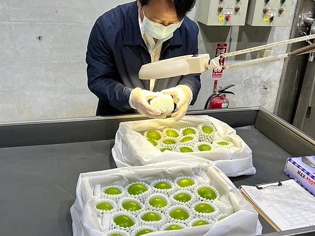 外銷日本的台南蜜棗，經過嚴格檢疫把關，並且檢附生產履歷確定沒病蟲害，才裝櫃啟運。（農業局提供）