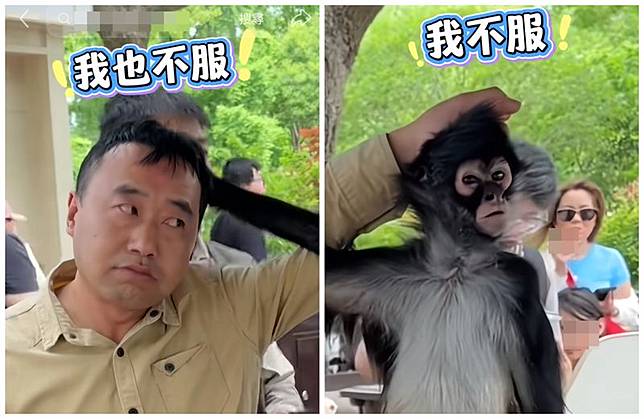 上海野生動物園的蜘蛛猴豆豆對自己的保育員出手，沒想到保育員也立刻還手，雙方僵持不下。（翻攝上海野生動物園小紅書）