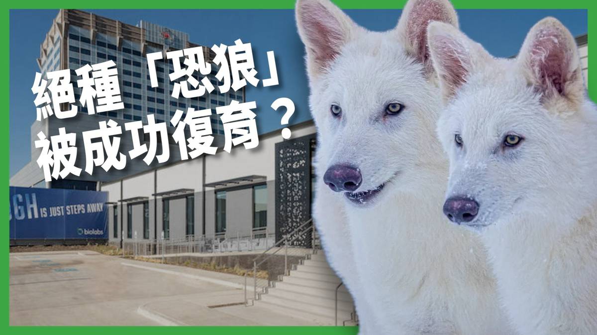 讓一萬年前絕種的生物復活！ 基因編輯公司複製出三隻「恐狼」！ 是生態奇蹟還是科技怪獸？【TODAY 看世界｜小發明大革命】 | TODAY 看 ...