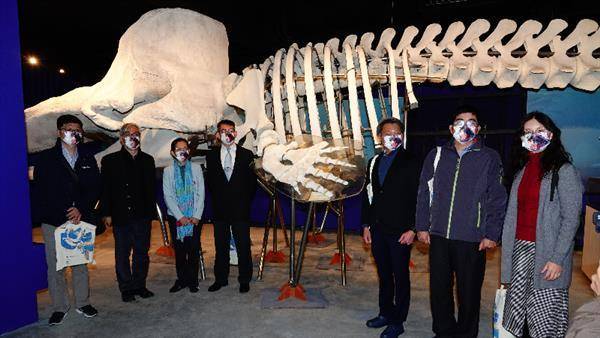海保署長黃向文（左三）後方的巨型白骨，即是抹香鯨骨骼展示標本。（圖片來源／海保署）