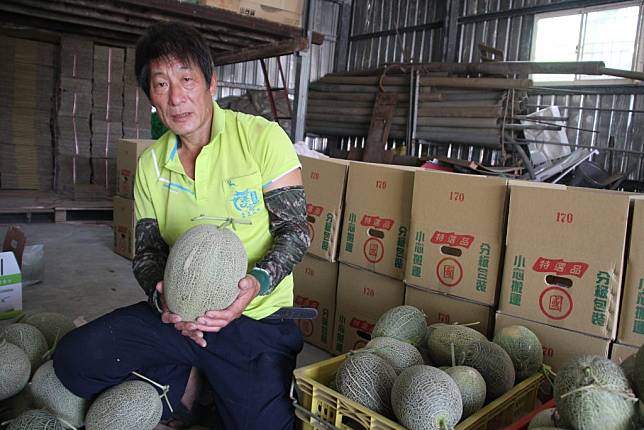 北門區錦湖里長陳國庸拿下洋香瓜比賽卡蜜拉、香華品種雙料季軍。（記者盧萍珊攝）