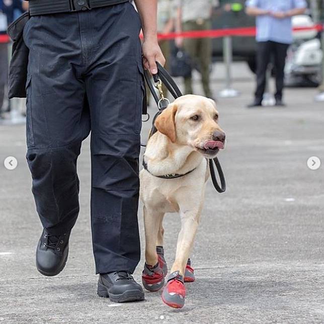 蔡英文表示，是為了避免緝毒犬執勤時抓壞事證，才讓牠們穿鞋出任務。(擷取自蔡英文IG)