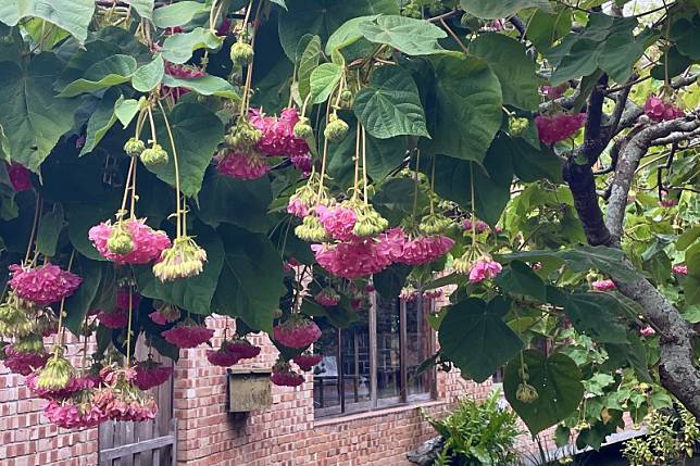 華陶窯喜迎40周年，策劃「華陶四十，一枝花！」主題活動，於農曆新年期間例常開放。（華陶窯提供）